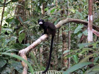 Mustached Tamarin