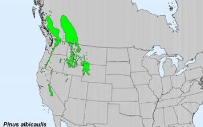 Map of US with Current Range of the Whitebark Pine Tree Marked