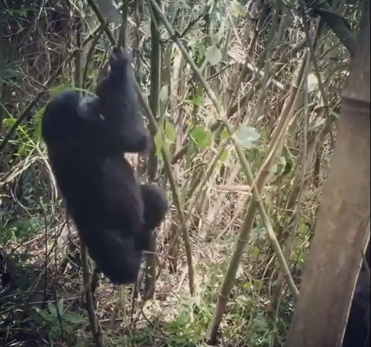Gorilla spinning