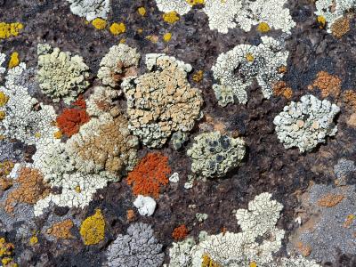 Collage of Lichens