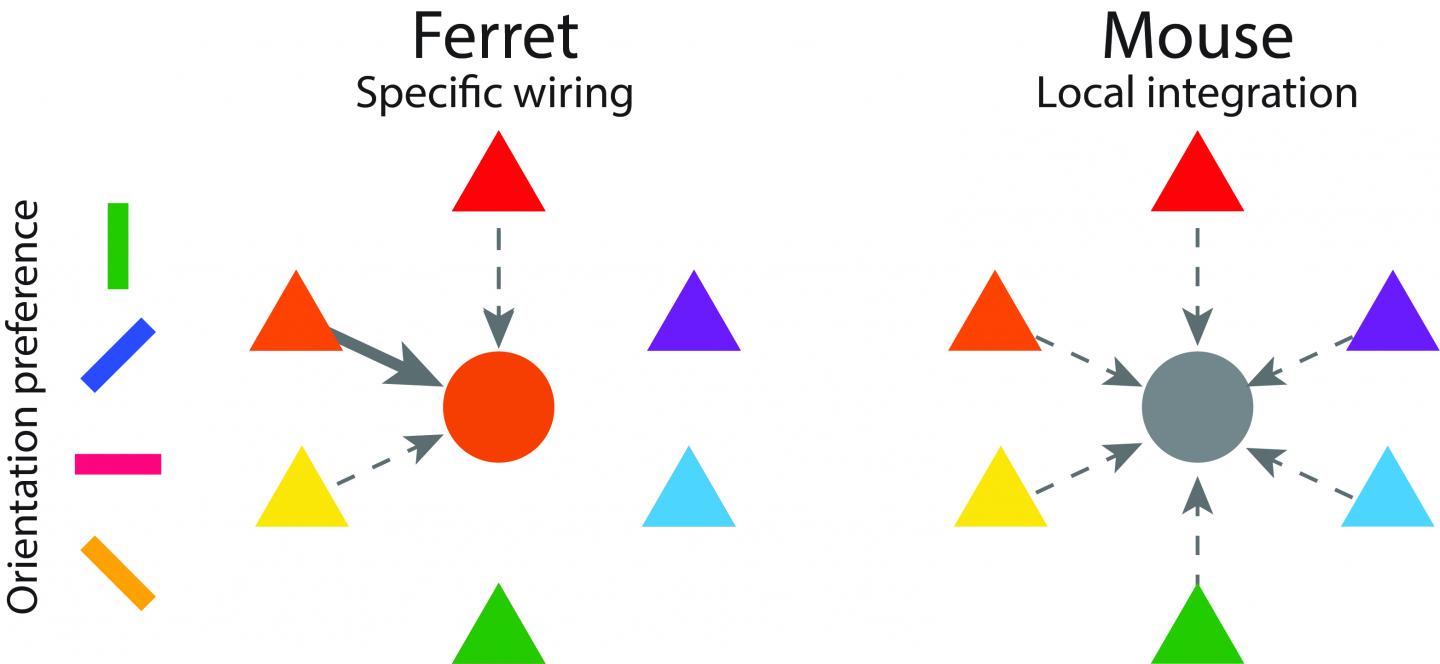 Schematic Representation of the Functional Organization of Inhibitory Neurons