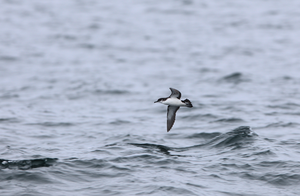 Manx shearwater in flight over the Celtic Sea.