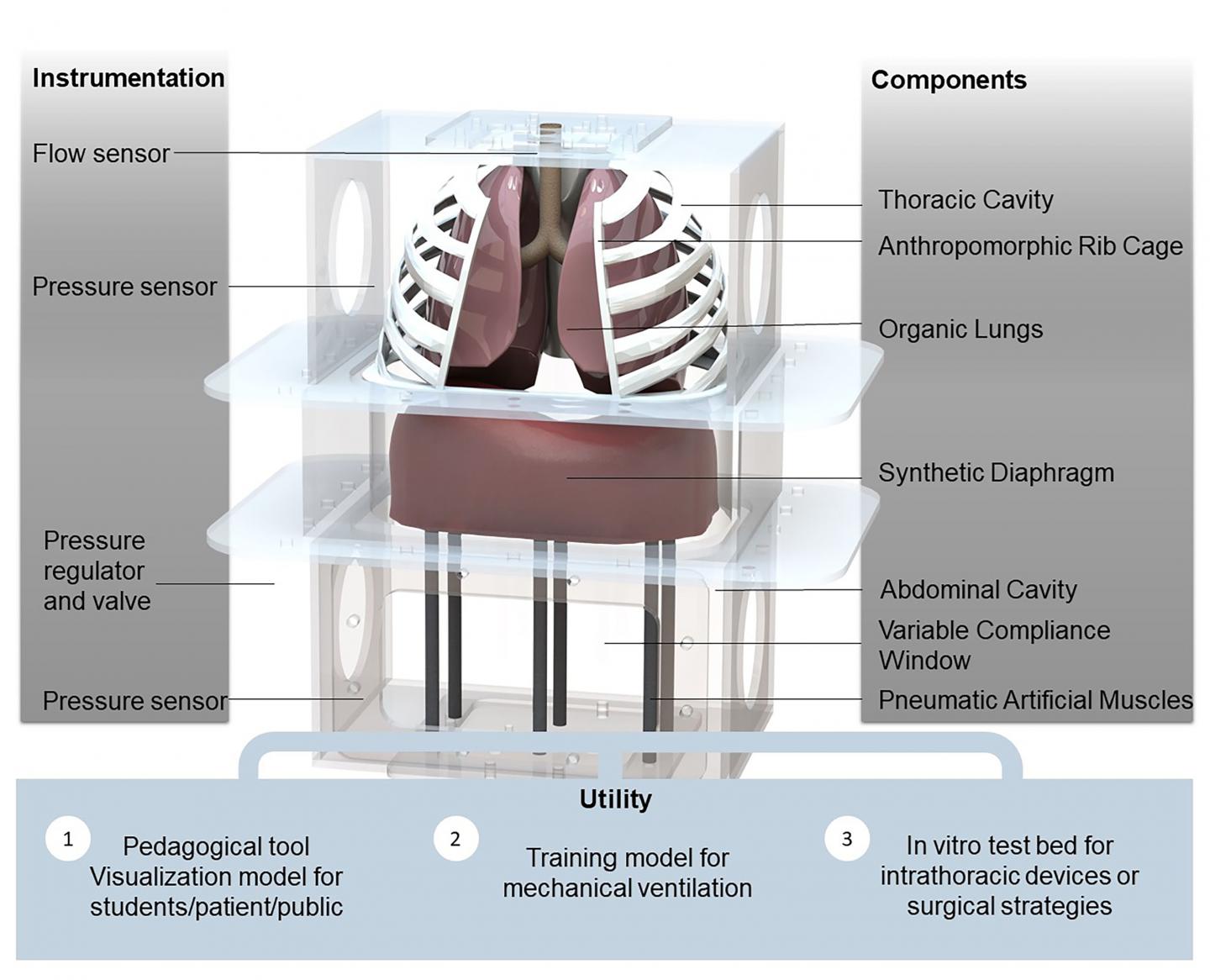 Computational Rendering of the Biohybrid Respiratory Simulator