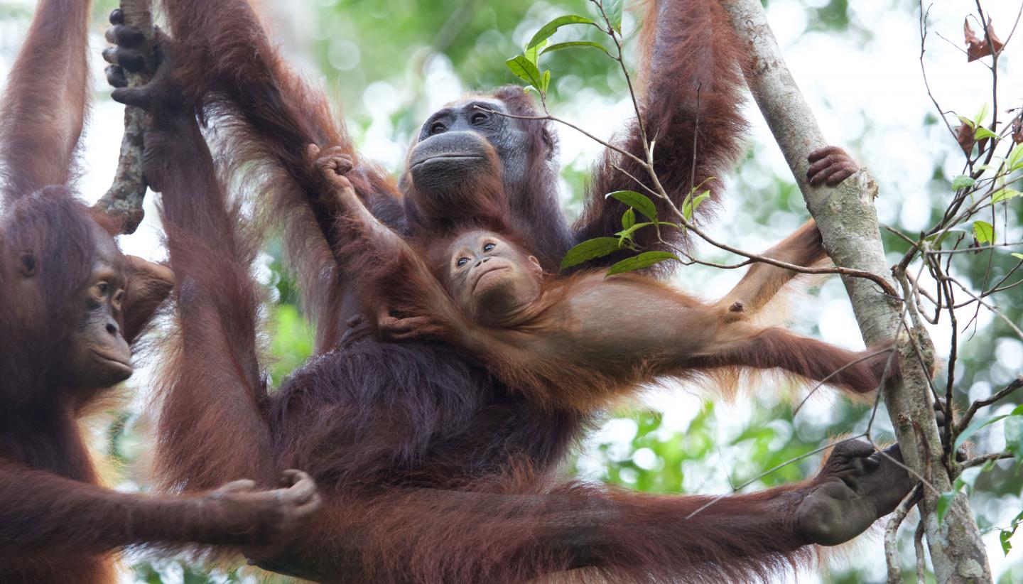 Orangutans in the Wild