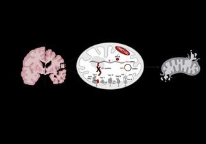 Elevated TRMT10C protein levels in Alzheimer's disease