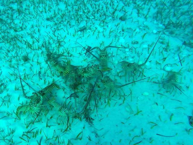 Spiny Lobsters with Clam Shells