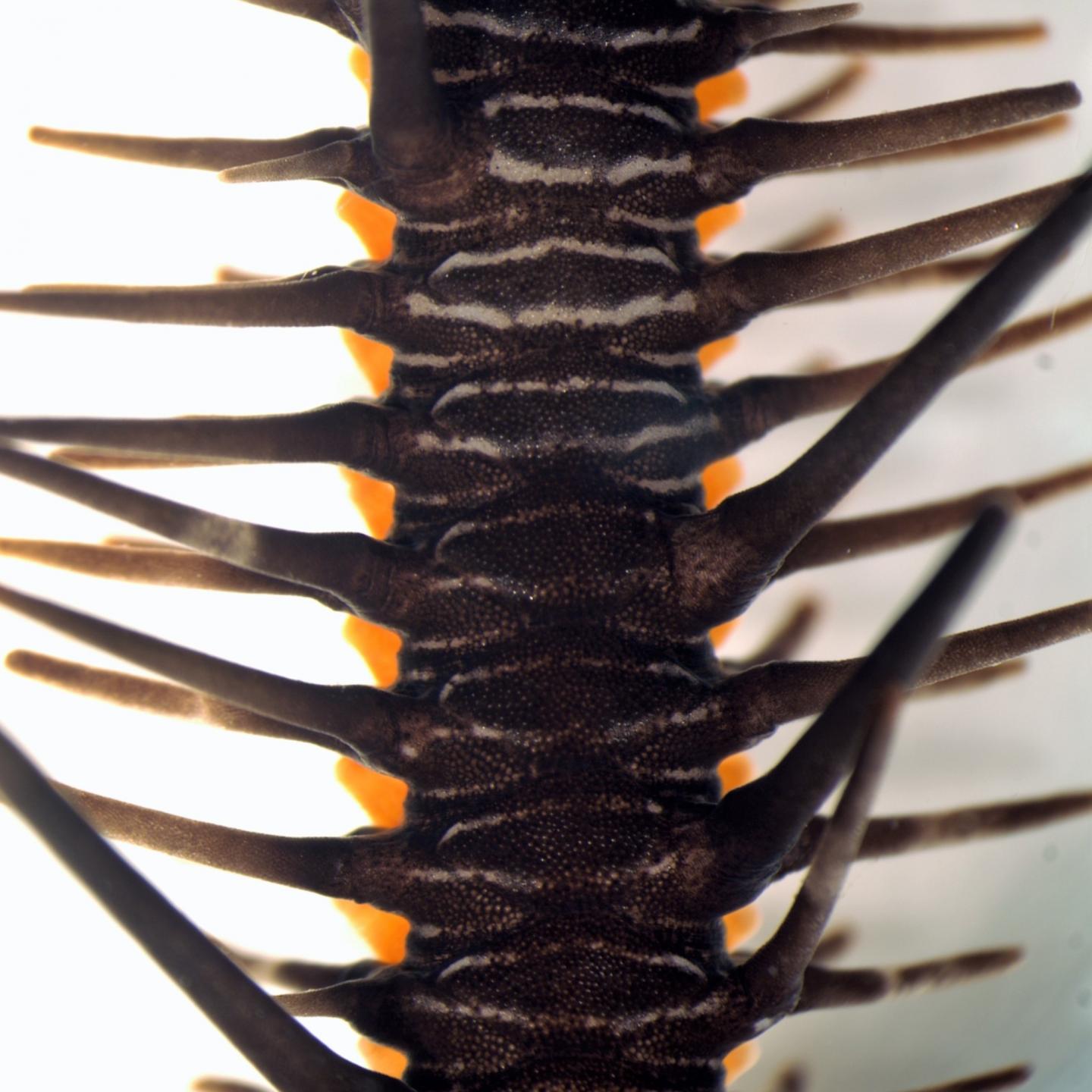 Close-Up of the Arm Plates of Ophiocoma wendtii