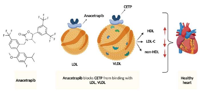 Anacetrapib mode of action