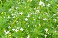 White Bedstraw