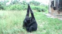 Chimpanzees Show Grooming Handclasp (2 of 2)