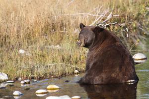 Bear in water