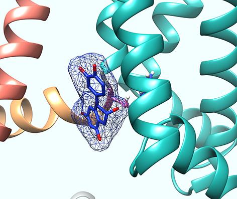 Tea flavonoid epicatechin gallate binding to base of the voltage sensor