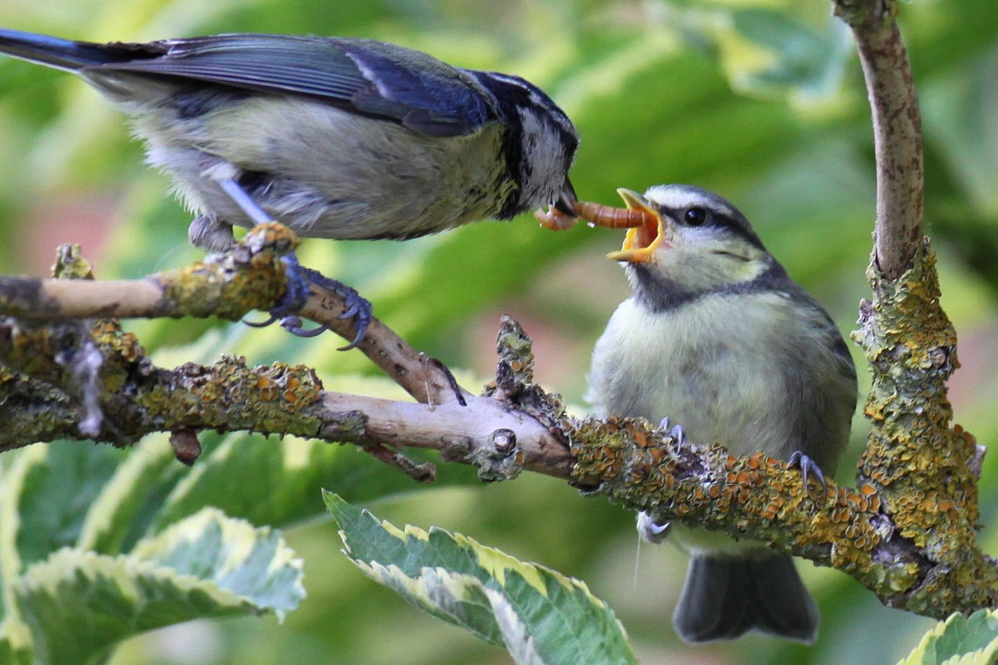 Insectivorous Birds Consume Annually as Much Energy as the City of New York