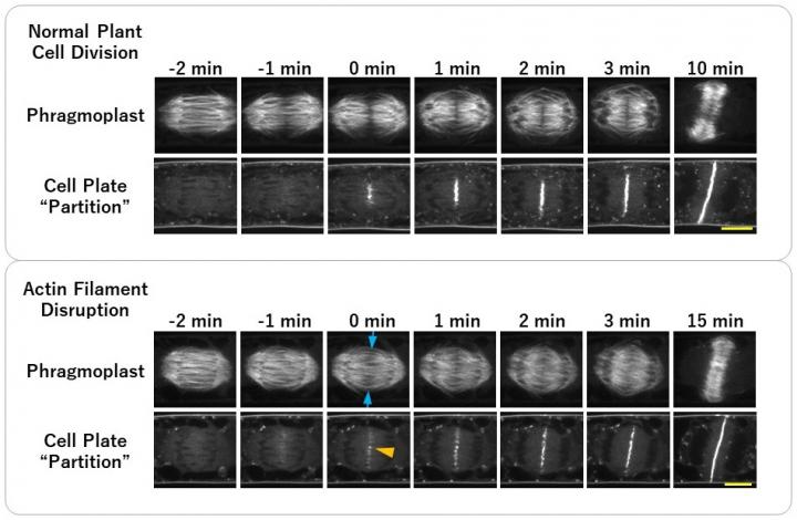 Changes in the Phragmoplast and the Cell Plate Observed when Actin Filaments Are Disrupted