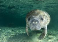 'Sound' Research from FAU Shows Slower Boats May Cause Manatees More Harm than Good