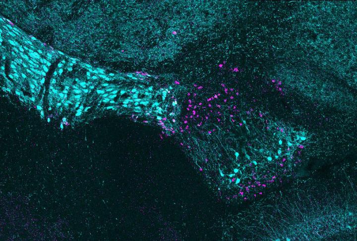 Understanding a New Neural Structure