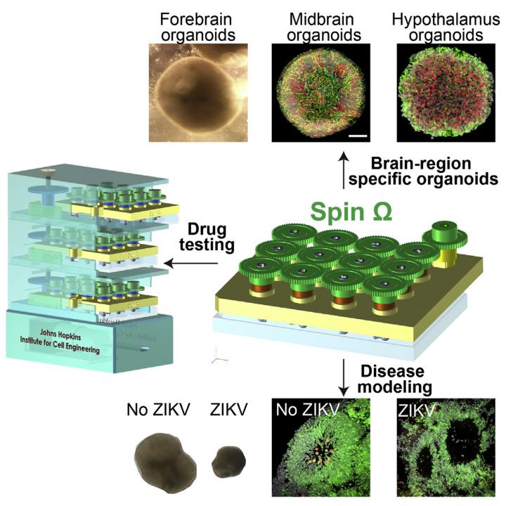 Organoids Generated with Spinning Bioreactors