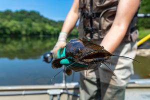 flathead catfish