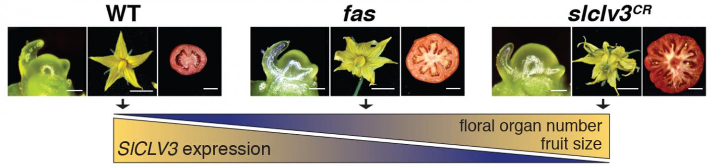 Editing a Genome to Make Plants Yield More