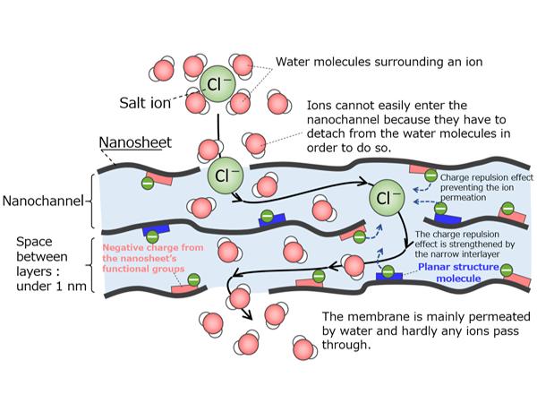 Figure 2: Diagram of the membrane