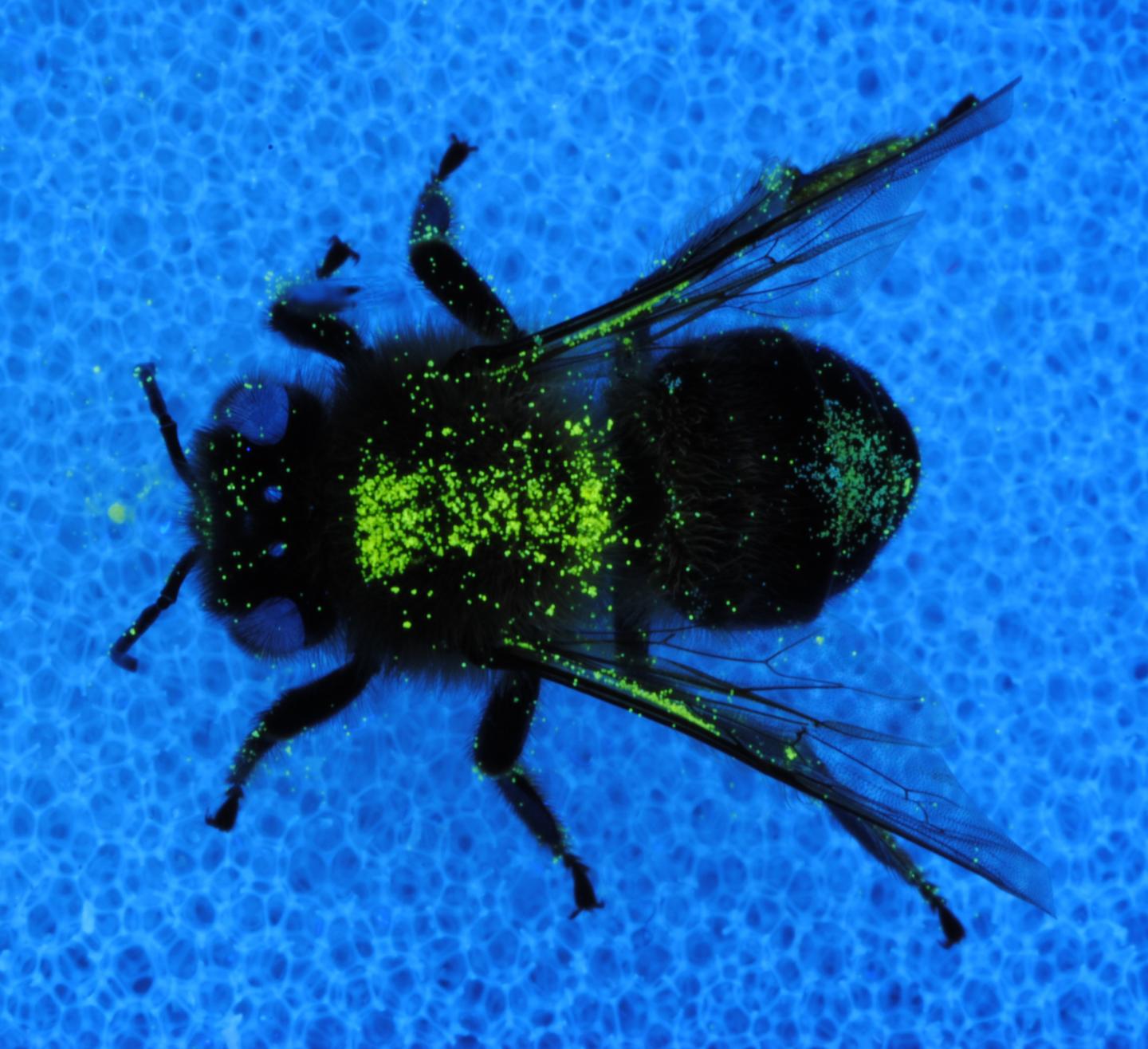 Pollen Stays on Bee Bodies Right Where Flowers Need it For Pollination