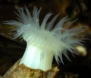 White plumose anemone (side)