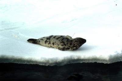Hooded Seal