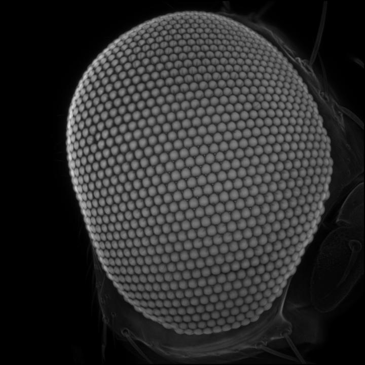 Housefly compound eye pattern  2019 Photomicrography Competition