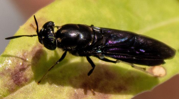 Transforming flies into degradable plastics