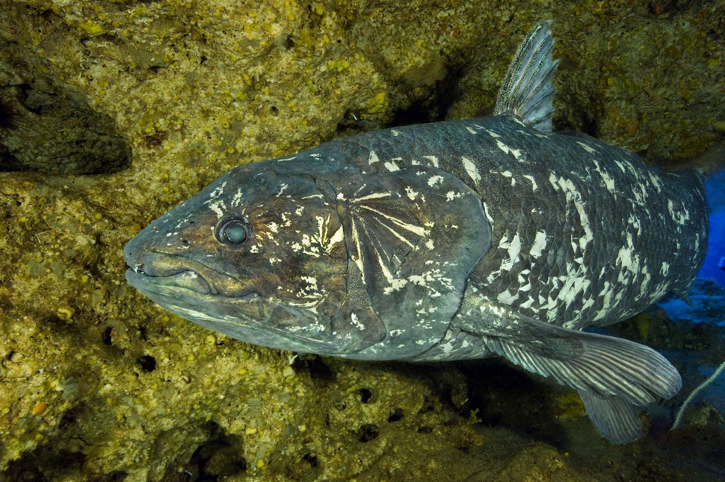 Picture of the Coelacanth Latimeria