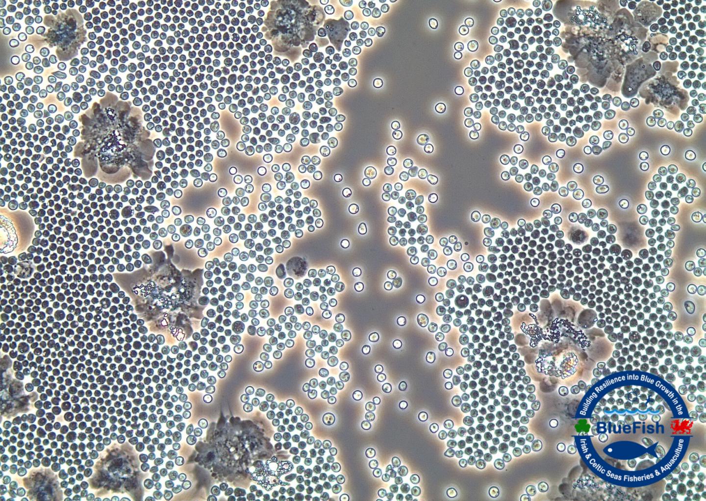 Crab Blood Parasites