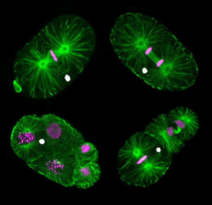 Montage de photographies en fluorescence d’embryons de <em>M. belari</em>