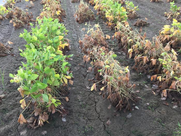 Flooded soybeans