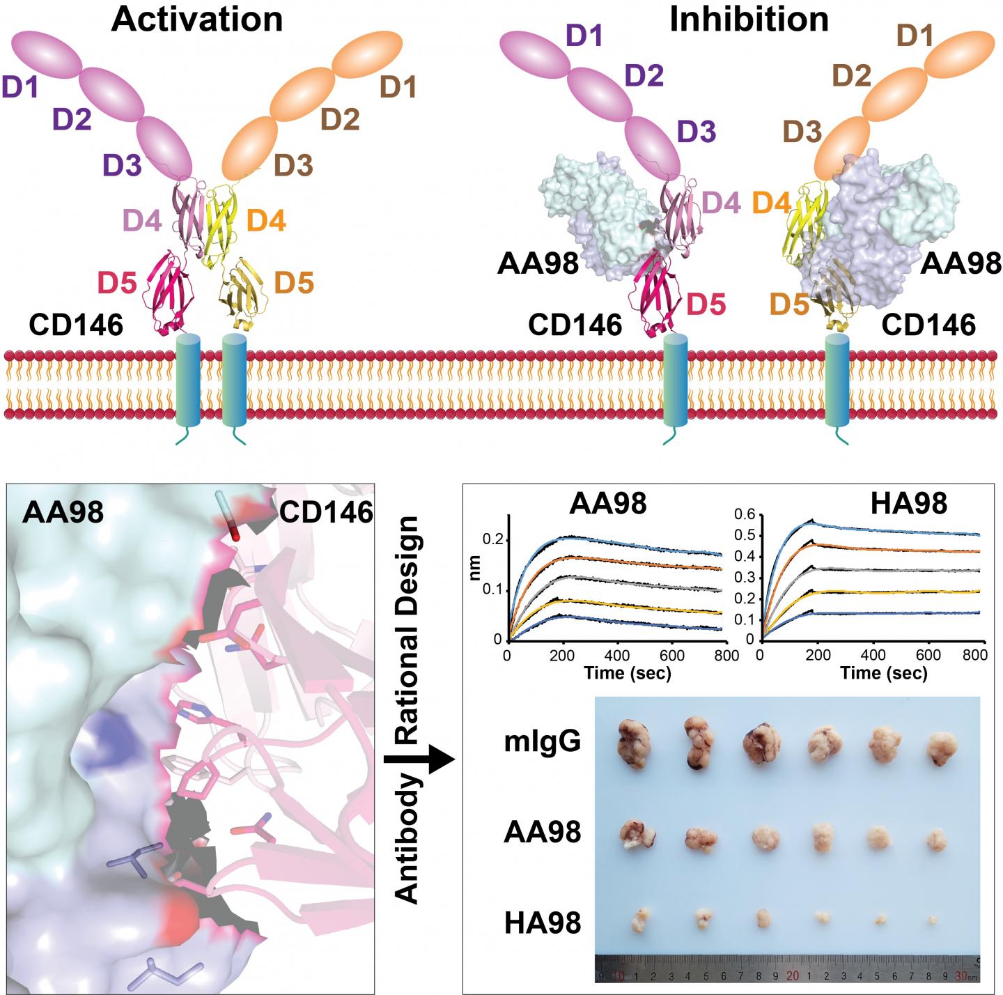 New Antibody Rationally Designed for Better Tumor Inhibition