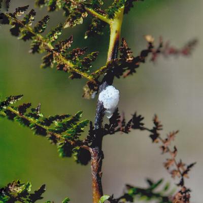 The Gall of the Sawfly, <i>B. filiceti</i>