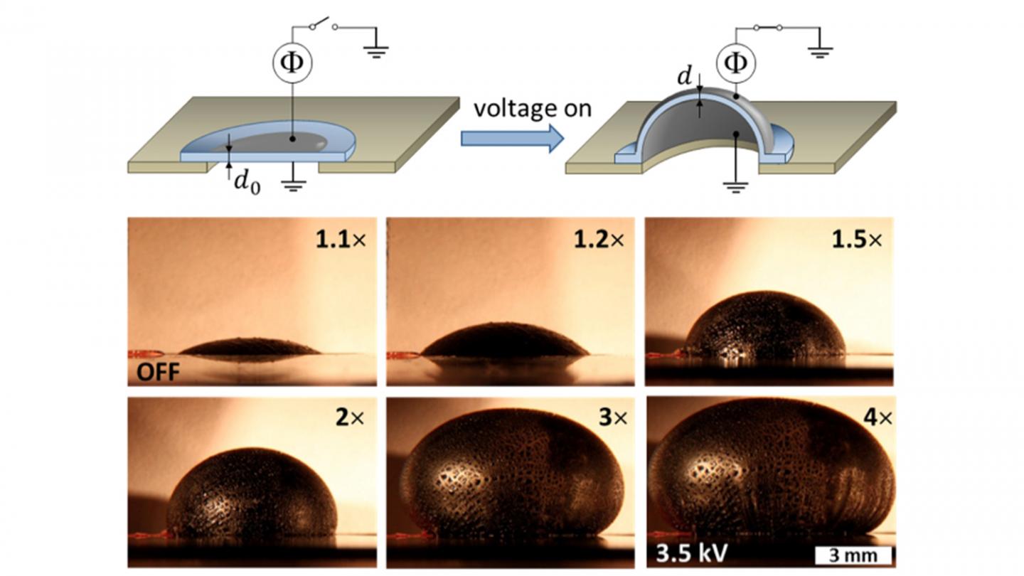 'Bottlebrush' Electroactive Polymers