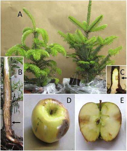 Apples Used to Test Koch's Postulates