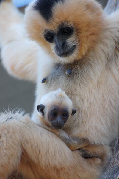 Northern White-Cheeked Gibbon, and Son