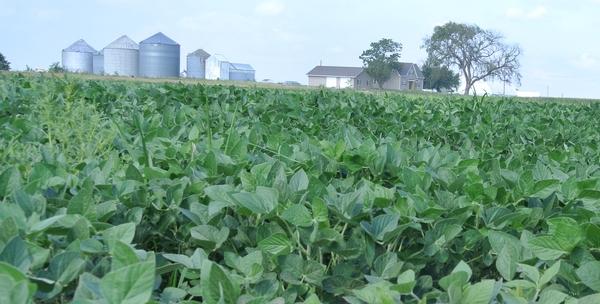 US-Grown Soybeans, Brand Undetermined
