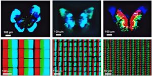 Red, Green, and Blue Primary Color Displays Achieved by Femtosecond Laser-Induced Perovskites.