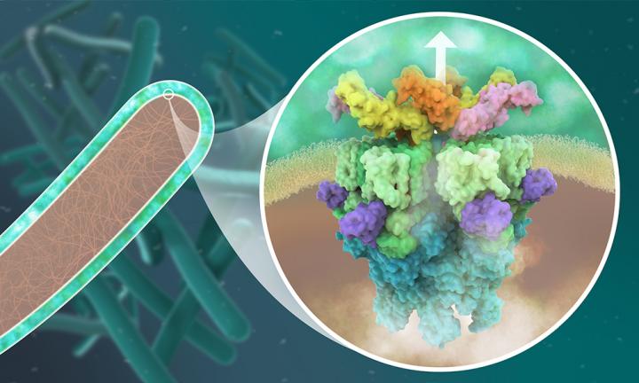 Molecular structure of the mycobacterial ESX-5 secretion system