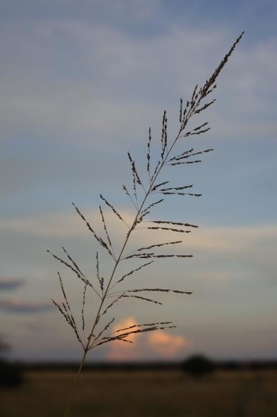 The Grass Family Contains More Than 10,000 Species, Including This <I>Sporobolus rangei</I>