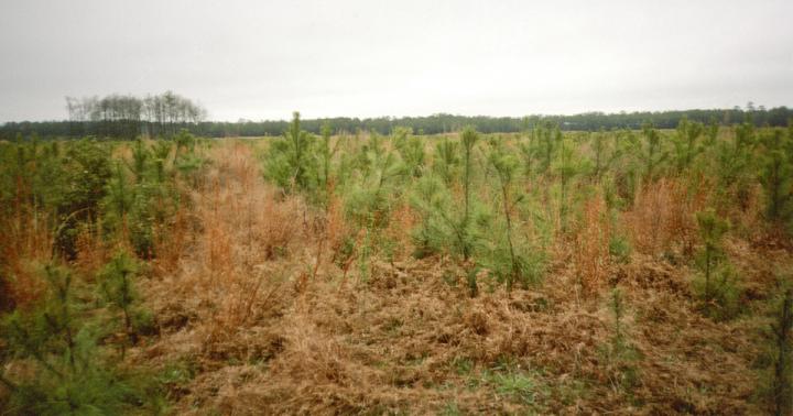 Beds at Westvaco Site