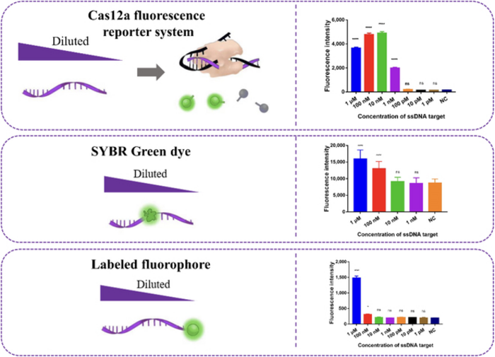 Fig. 2. Estimation of the sensitivity of Cas12a fluorescence reporter system, SYBR Green, and FAM fluorophore with the same diluted target ssDNA.