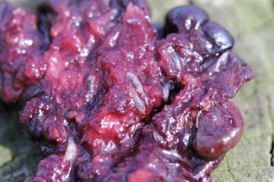 <i>D. suzukii</i> Larvae Can Destroy Berry Crops