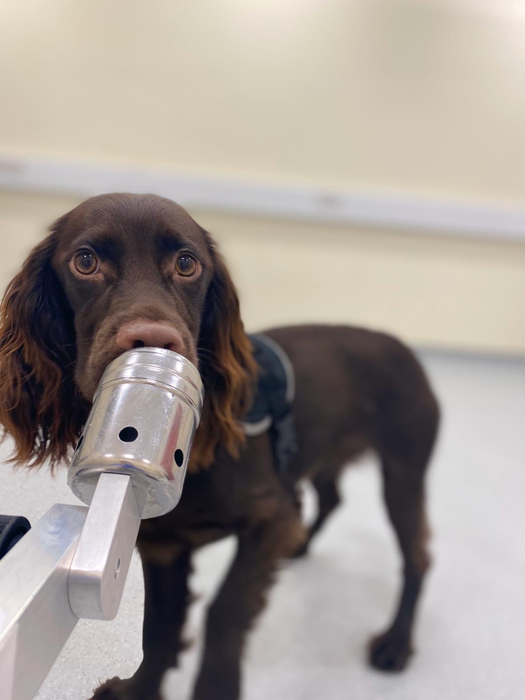 A study dog sniffing a person's breath and sweat sample.