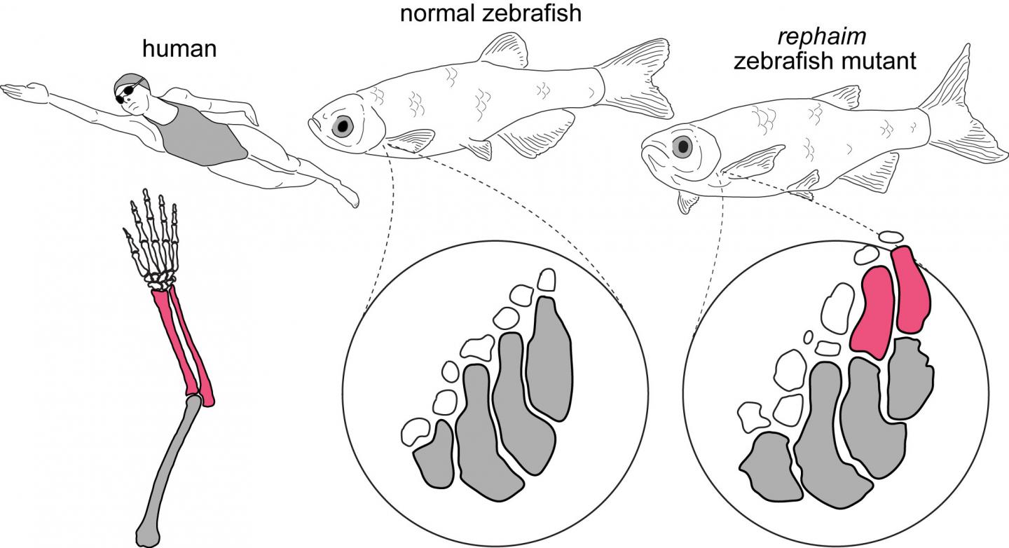 Mutant zebrafish transform their fins to be closer to limbs