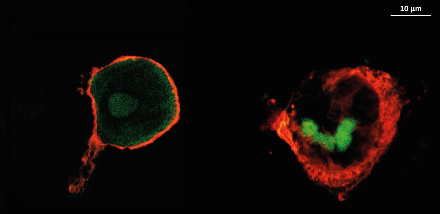 Macrophages (Red) with Active Substances (Green)