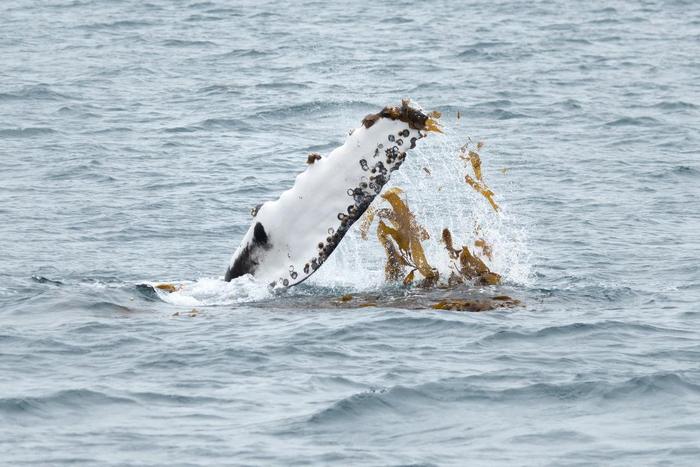 Whales appear to use seaweed and kelp as body cleanser.