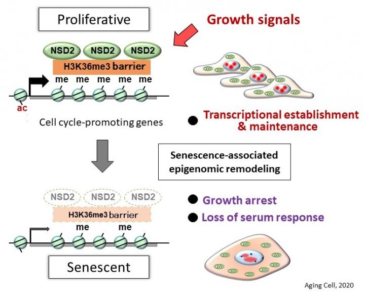 NSD2 shapes the program of cell senescence